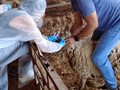 Χρήματα στους κτηνοτρόφους της Θεσσαλίας για την ευλογιά